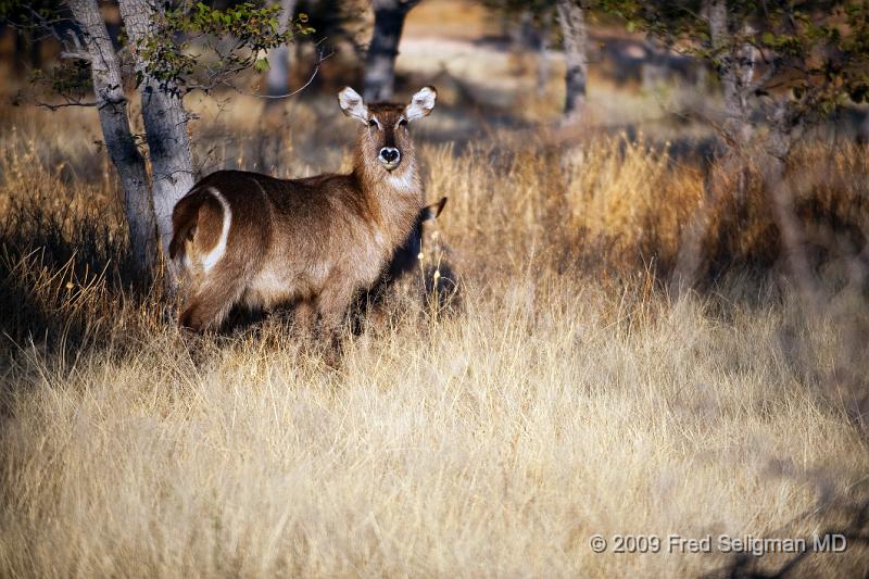 20090610_072305 D3 X1.jpg - Waterbuck, Etosha National Park, Namibia